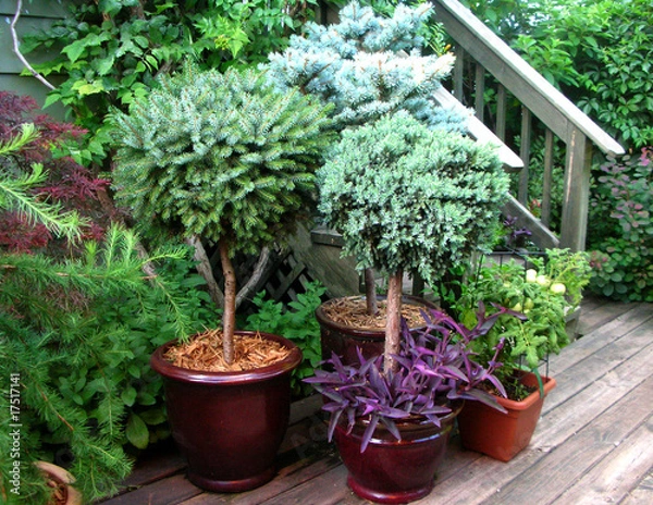 Obraz pot garden