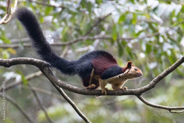 Fototapeta Indian giant squirrel on a tree branch in a forest