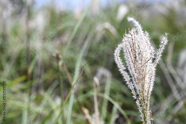 Obraz 秋のススキ