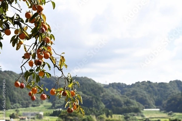 Obraz 黄居に色づく秋の果実　柿