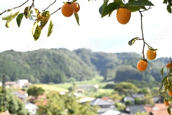 Obraz 黄居に色づく秋の果実　柿