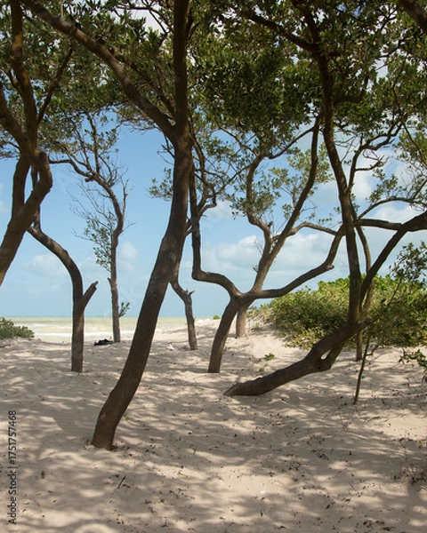 Obraz Nature reserve and beautiful beach in Río Lagartos on the Yucatan Peninsula in Mexico.