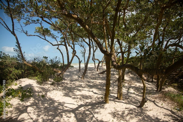 Obraz Nature reserve and beautiful beach in Río Lagartos on the Yucatan Peninsula in Mexico.
