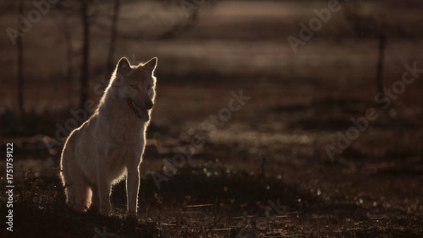 Fototapeta wolf in backlit light, dark