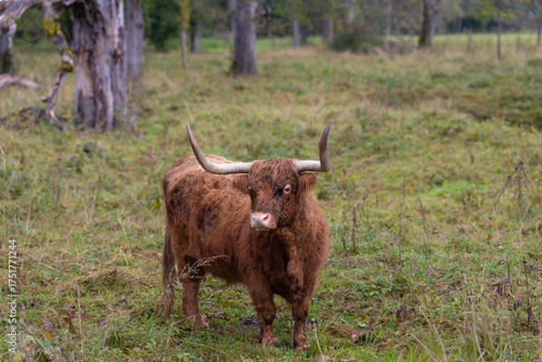 Obraz highland cow in a pasture