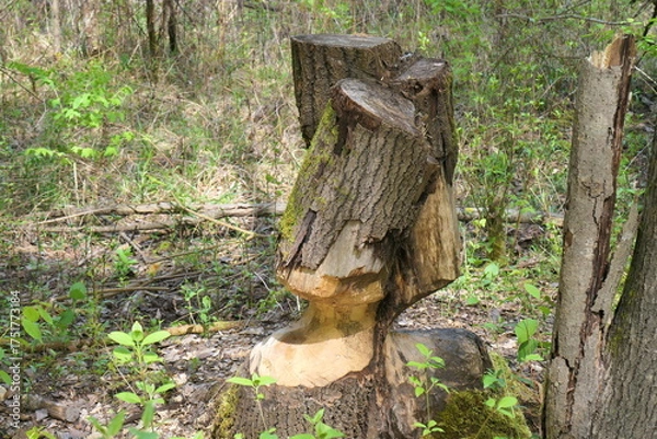 Fototapeta Biber-Kunstwerk