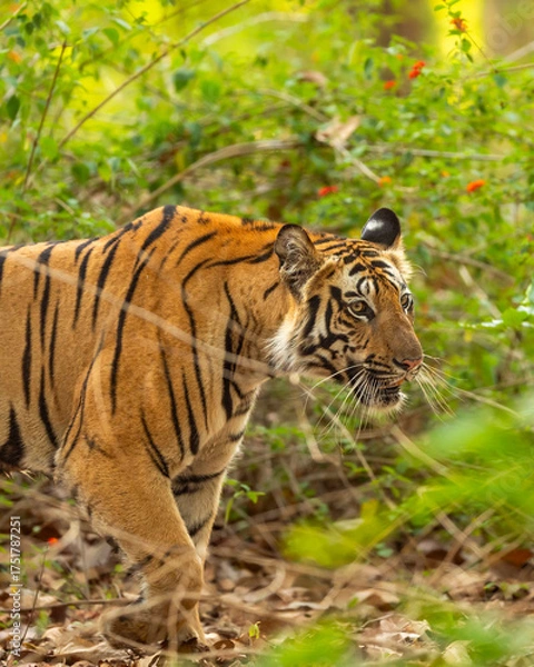 Fototapeta wild indian female bengal tiger or panthera tigris side walk in natural green background in winter morning wildlife jungle safari at bandhavgarh national park forest reserve madhya pradesh india asia