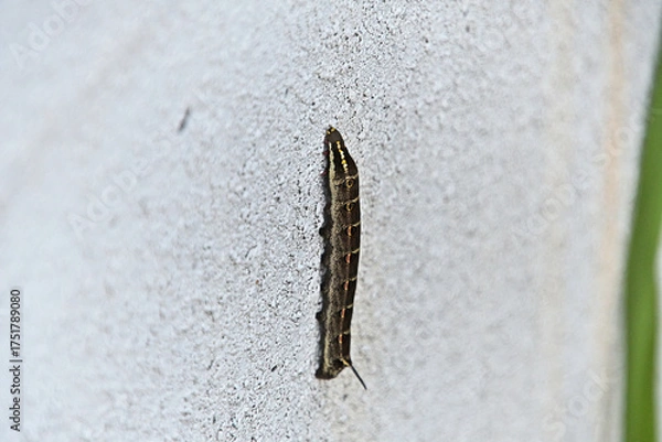 Fototapeta コンクリートの壁を登っているセスジスズメの終齢幼虫