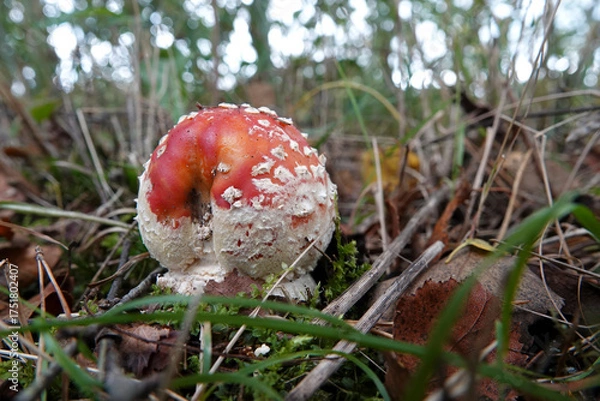 Fototapeta Closeup on a round ball-shaped emerging red highly toxic Fly agaric mushroom, Amanita muscaria, on the forest floor