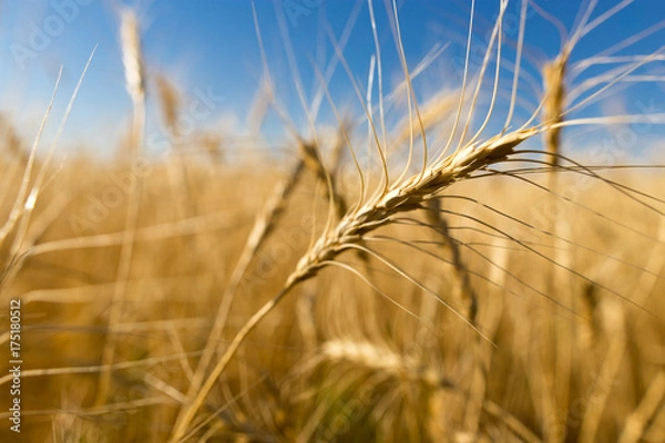 Obraz Yellow ears of wheat against the blue sky