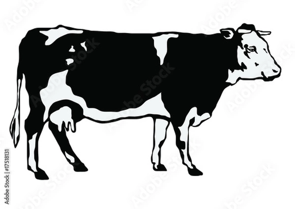 Obraz Black-and-white cow