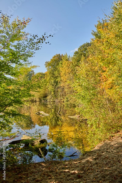 Fototapeta beautiful reflective autumn colours in the water with the morning sun and blue sky