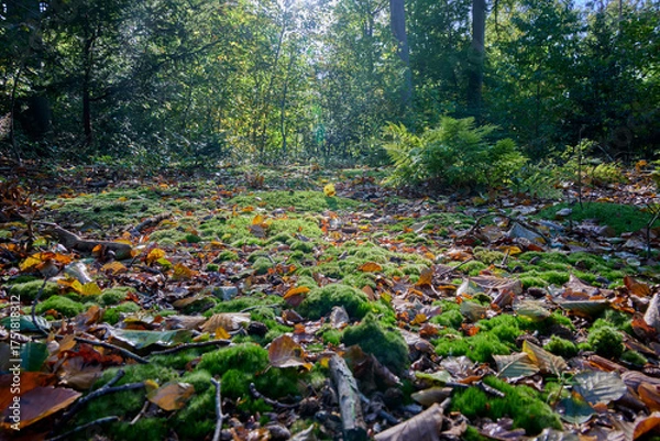 Fototapeta forest floor with moss, autumn leaves, twigs, trees and shrubs and backlight