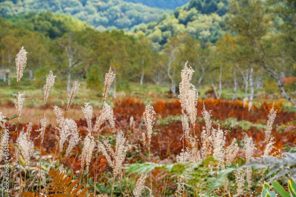 Fototapeta 草紅葉とススキ