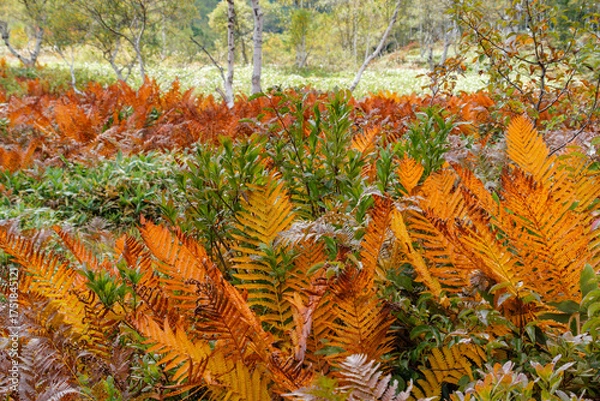 Fototapeta 草紅葉と白樺