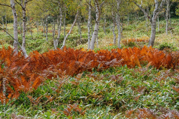 Fototapeta 白樺林の紅葉