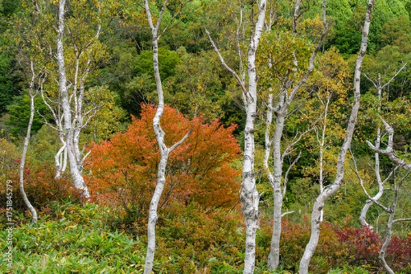 Fototapeta 白樺の紅葉