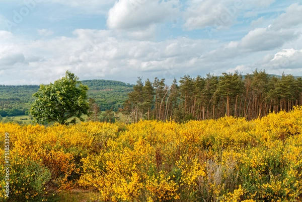 Fototapeta Spring - Landscape with yellow-blooming shrubs.