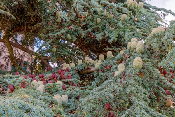 Fototapeta Coniferous branch with cones.