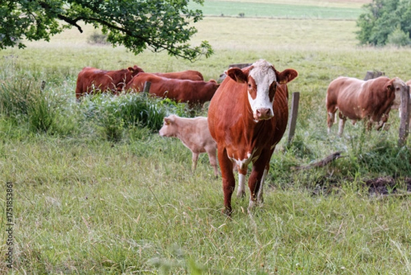 Fototapeta Cows in a pasture.