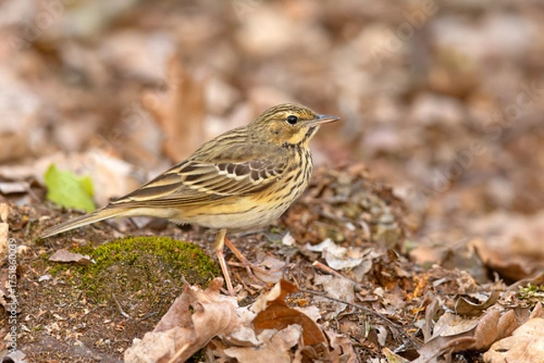 Fototapeta Świergotek drzewny (Anthus trivialis)