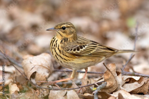 Fototapeta Świergotek drzewny (Anthus trivialis)