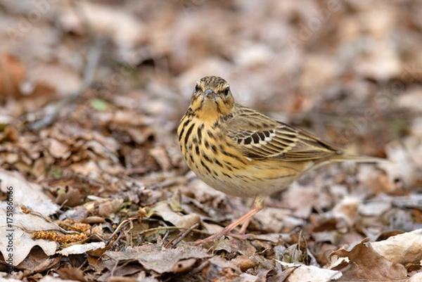 Fototapeta Świergotek drzewny (Anthus trivialis)