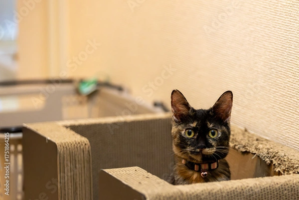 Fototapeta さび猫