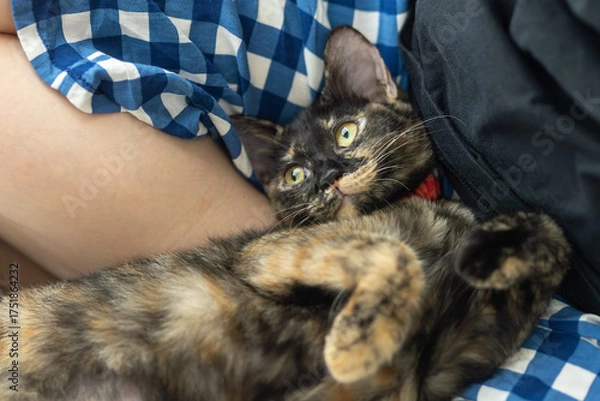 Fototapeta さび猫