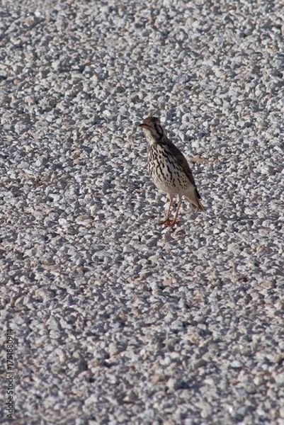 Obraz Among Stones and Shadows