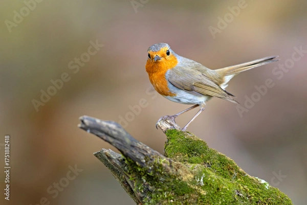 Fototapeta Rudzik (Erithacus rubecula)