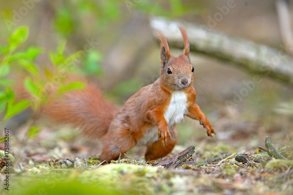 Fototapeta Wiewiórka pospolita (Sciurus vulgaris)