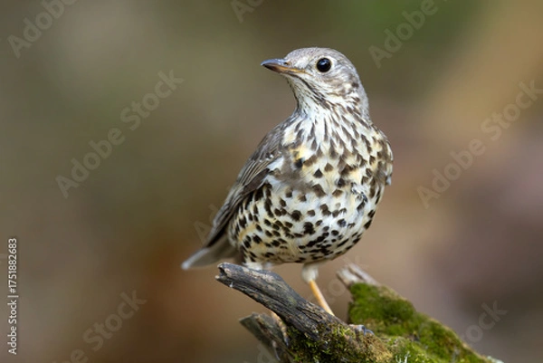 Fototapeta Paszkot (Turdus viscivorus)