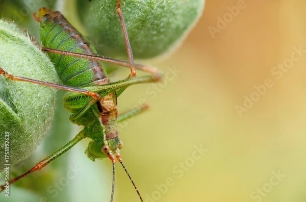 Fototapeta Macro view of a green grasshopper on a plant in France
