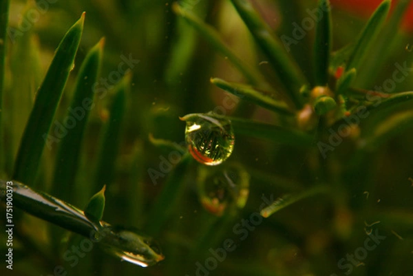 Fototapeta Waterdrop macro close up in the cold autumn morning