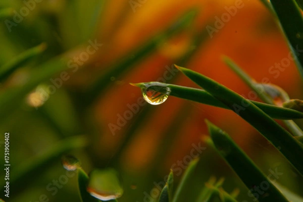Fototapeta Waterdrop macro close up in the cold autumn morning
