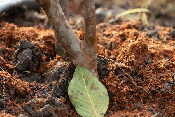 Fototapeta A close-up of the base of a young tree sapling with coconut coir mulch to retain moisture and nutrients in a garden