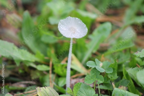 Obraz hübscher Pilz