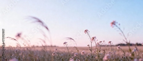 Fototapeta Wildflowers swaying gently in a field at sunset  