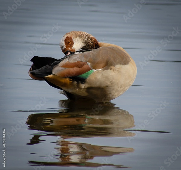 Obraz Egyptian Goose