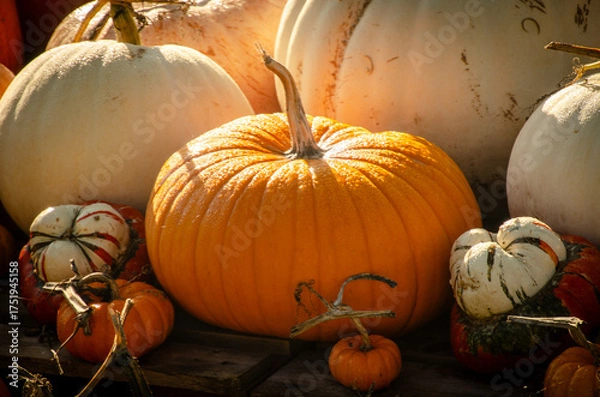 Obraz pumpkins on the ground