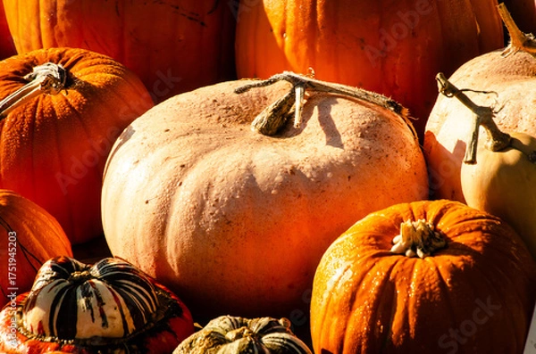 Obraz pumpkin and pumpkins