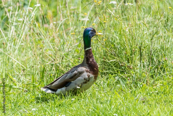 Obraz Ente auf einer Wiese