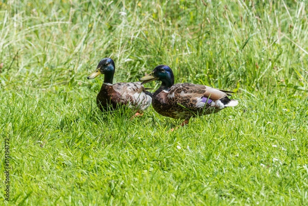 Obraz Enten auf einer Wiese