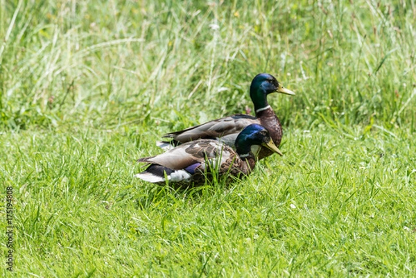 Obraz Enten auf einer Wiese