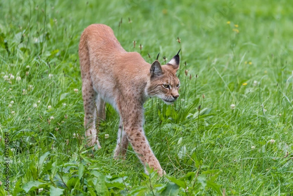 Obraz Luchs