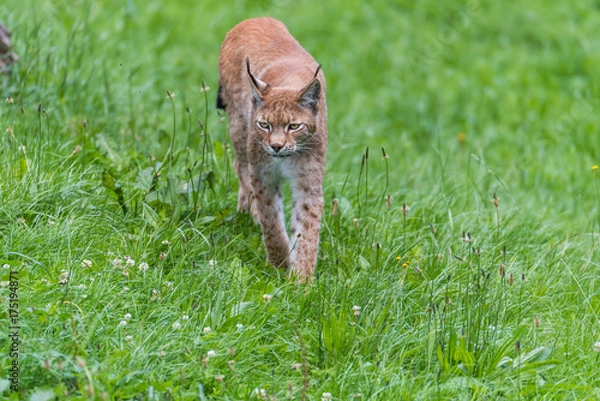 Obraz Luchs