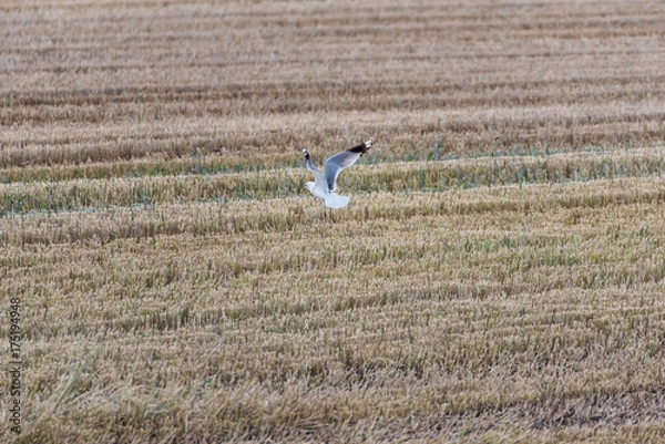 Obraz Möwe auf einem Feld