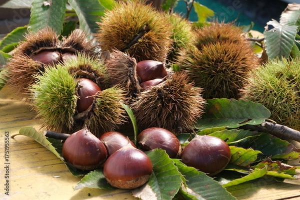 Obraz 収穫したばかりの栗の実