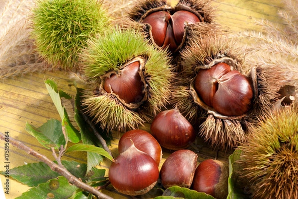 Obraz 収穫したばかりの栗の実